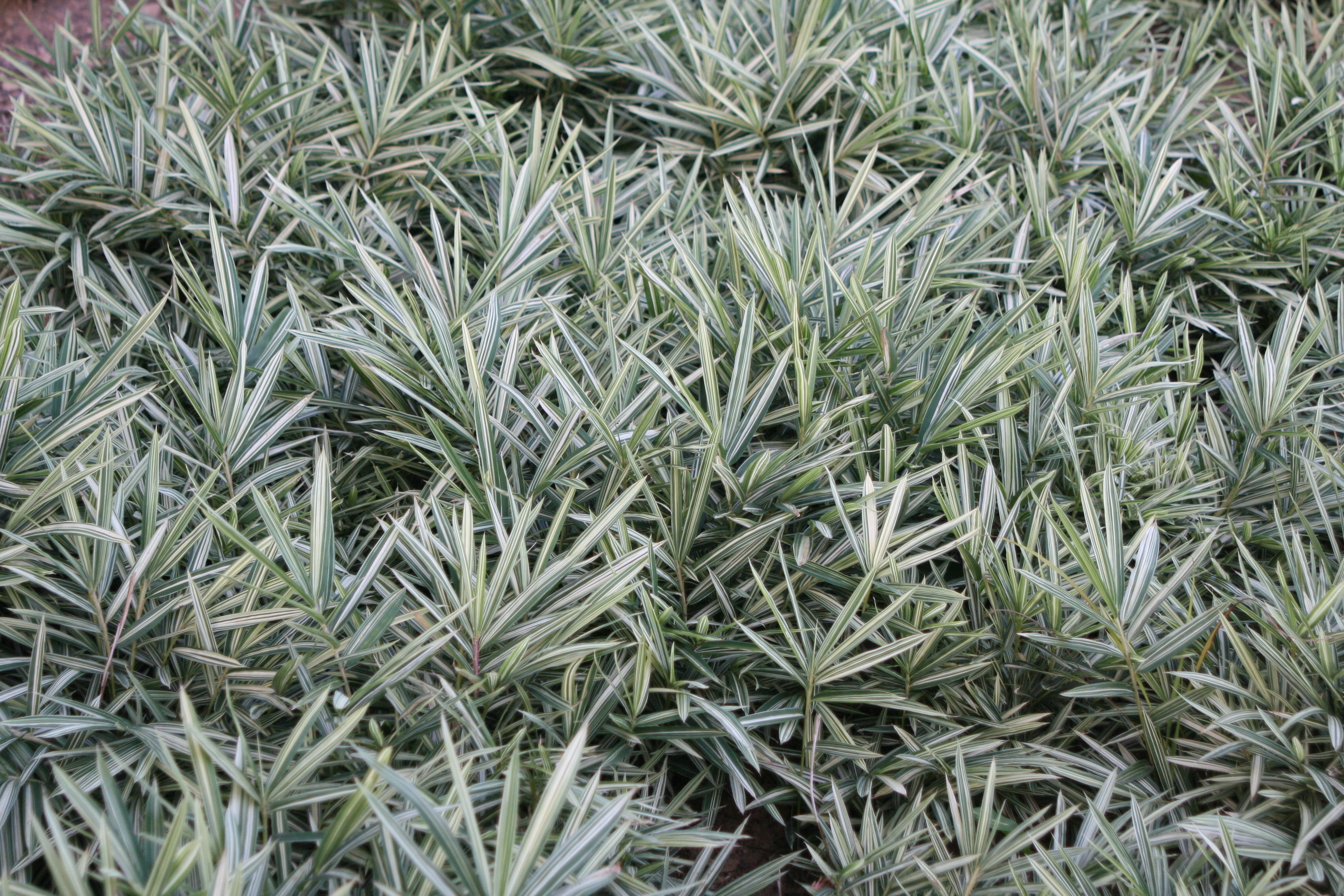 Pleioblastus fortunei 'Variegatus'